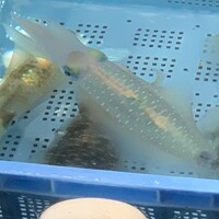 博多料亭 稚加榮 - 