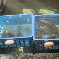 博多料亭 稚加榮 - 