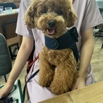 稲空 DogCafe - 