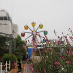 NIBOSHI MANIA - かまたえん