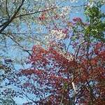 ファミリーショップもりやま - 青空と桜