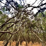 からつバーガー - 