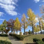 レイドバックバーガー - 公園のイチョウは半分が見頃になっていた