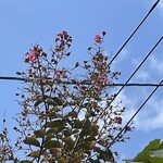 JiProign - 閉店してしまった蕎麦屋さんの角でサルスベリが最後の花を咲かせていた。店の周りの藪の中ではとっくに店じまいした秋の虫の中で小さいコオロギのカネタタキたちだけがチンチンチャンチャンと今年最後の合奏をしてた