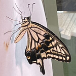 JiProign - 朝日に染まる南のベランダのカーテンに止まる、1週間前に生まれた今年64羽めで最終ランナーになったロンサムなオスのアゲハ