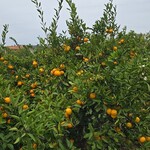 キッチン ブルー グローブ - 近くのみかん畑