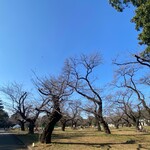 そば茶屋 さくら - 