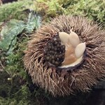 エースホテル京都 - 