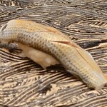 おたる政寿司 - 十、こはだ (玉子焼きの代わりでお願いして)