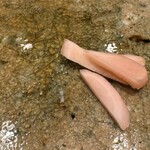 神田錦町 鮨たか晴 - ガリ