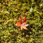 クレソン リバーサイド ストーリー 旧軽井沢 - 