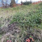 菓子工房 Lammin - 