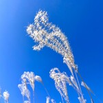 森のオーベルジュ 星咲 - 