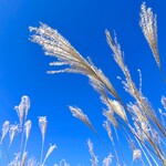 森のオーベルジュ 星咲 - 