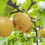 矢口果樹園 - 料理写真: