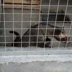 Mataram Loewak Coffee - 