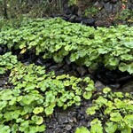 時帰路 - 敷地内のワサビ田