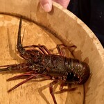 波太 オルビス - 