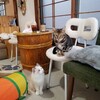 ちいさな猫カフェ みゅ～い