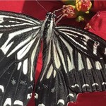 インデアンレストラン  ニューミラ - 余命いくばくもない今年最後の窓辺のアゲハがクリスマスフラワーの小さな花の蜜を吸っていた