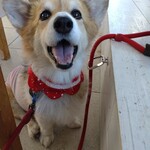 Dog Barrier free Cafe 茂原珈琲 - かわいい赤いチョーカー
