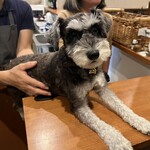 トロントセット - 看板犬あんこ（ミニチュア・シュナウザー）