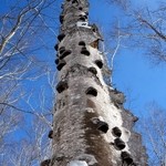中村屋 - 自然豊か！青空と木々、そして鳥のさえずりにリラックス！
