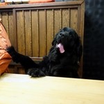 中村屋 - わんこがお出迎え！ようこそワンワンッ！