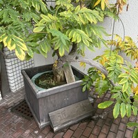 近松 - 