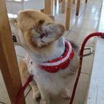 Dog Barrier free Cafe 茂原珈琲 - 