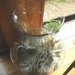 空 - チランジア！