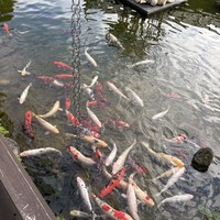 鉄板・懐石 くら馬 -  鉄板・懐石 くら馬 -