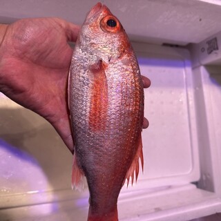 のどぐろ専門 銀座 中俣_1