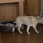 カフェ ポテリ - 店内のわんちゃん、大人しく、猫見知りの犬でした