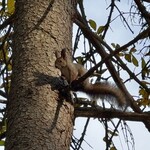 ゆうたく - 訪れたのは１０月末。この時期は木から降りてくることが多いそう。この日も地面で活発に動いている姿を見ることができました。