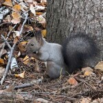 ゆうたく - 昼間、公園にエゾリスを探しに行ってみたら、いました！