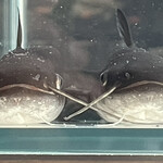 割烹 一の矢 - ここは11時開店直後に来ないといけないんだけど、今日は午前に新しい地震予報士トリオが到着したので、迎え入れの儀に時間を取られて出掛けるのが遅くなってしまった^_^;