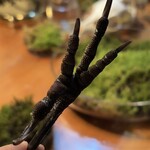 HIGASHITANI  - カラスの足