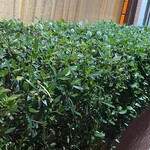 大元 - クチナシの花の季節まであと7ヶ月