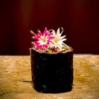 鮨 波残 - 秋鮭のハーブ巻