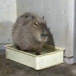 プレミアホテル CABIN - 