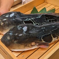 とらふぐ専門 ふぐ中俣 - この日の天然ふぐ