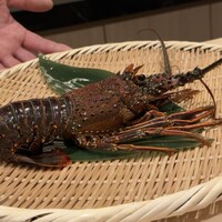 札幌 鮨 よこ田 - 伊勢の伊勢海老