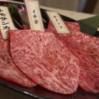 PONGA PREMIUM - 