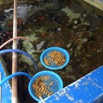 正立食堂 - いけす