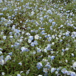 Hiyoshi - ひたち海浜公園へ行ってきました。可愛らしいネモフィーラの中に一本だけ白く咲いた花があり思わずシャッターを切りました。 