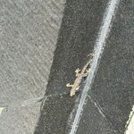 BANYAN　TREE　BANGKOK - 