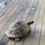 Blue Turtle Farm Mango Cafe - 