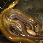 かぶと - 本日の主役登場！ 2014.5.1X