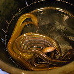 かぶと - 本日の主役登場！ 2014.5.1X